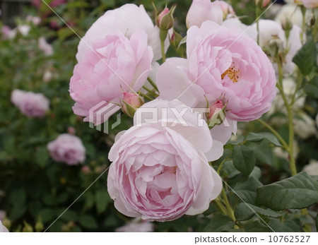 Sepedo Isle Sepedo Isle 10762527