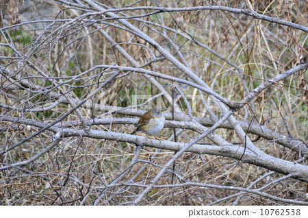 Shorohara that stays in the branches of the tree 10762538