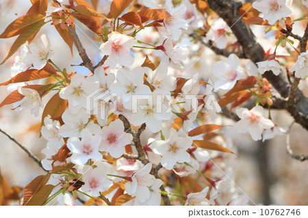 Sakura Ibi twice up Sakura Ibi twice up 10762746