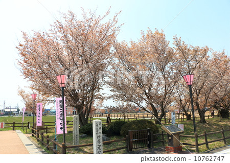 櫻花伊比兩次•全部 10762747