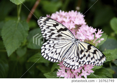 Swallowtail butterfly Swallowtail butterfly 10762749