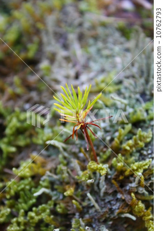 Moss and young tree of red pine 10762793