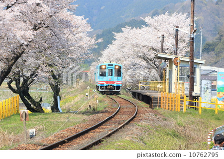 Cherry tree Kishihara station 2014 Cherry tree Kishihara station 2014 10762795