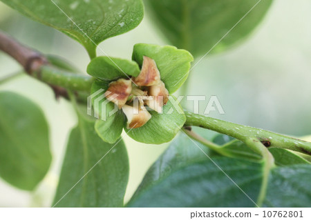 Persimmon 'brown flower after pollination 10762801