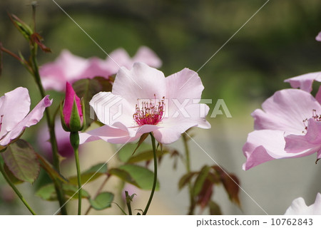 Rose _ Pink Rose _ Pink 10762843