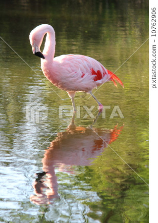 Flamingo on the waterside 10762906