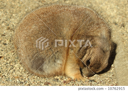Round Prairie dog Round Prairie dog 10762915