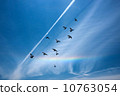 blue sky, pigeon, rainbow 10763054