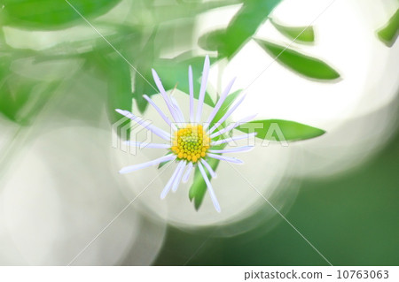 Pretty flowers bathed in a soft sunbath taking on sunshine 10763063