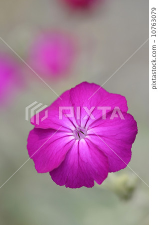 Sweet nectar (drunken man) 10763079