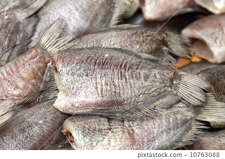 Gourami fish background 10763088
