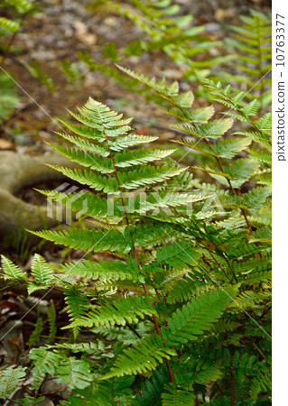 Plants · Benicida Oshidae Plants · Benicida Oshidae 10763377