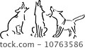 Three howling dogs 10763586