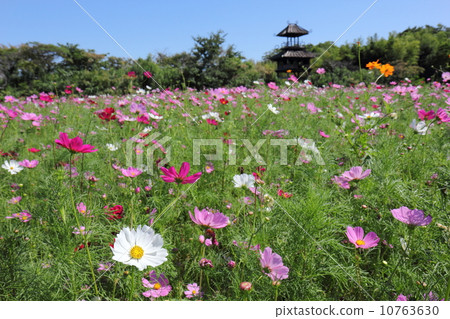 Cosmos field of Karako remains 10763630