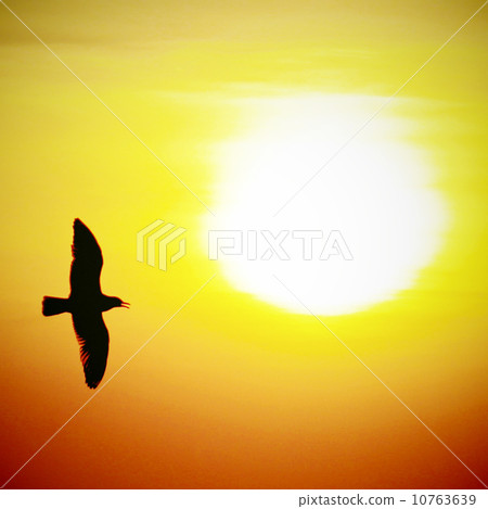 Seagull on sunset background with retro filter effect 10763639