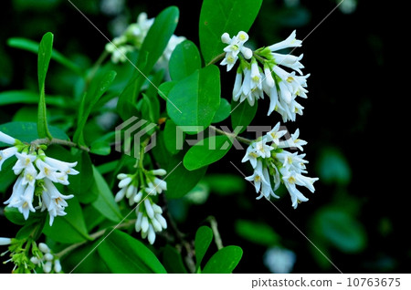 女貞 女貞 10763675