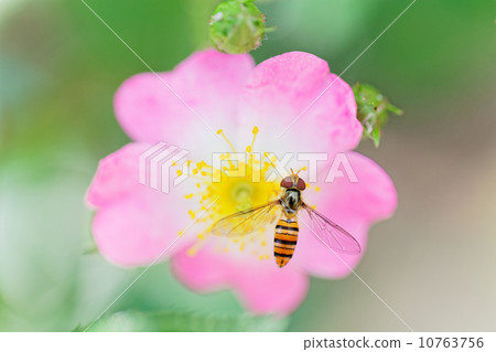 在一隻小蹄的小貓微型玫瑰色花 10763756
