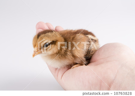 Cute little chicken in the hand isolated on white Cute little chicken in the hand isolated on white 10763828