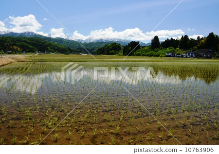 Mountain of snowfall and rice field after rice planting 10763906