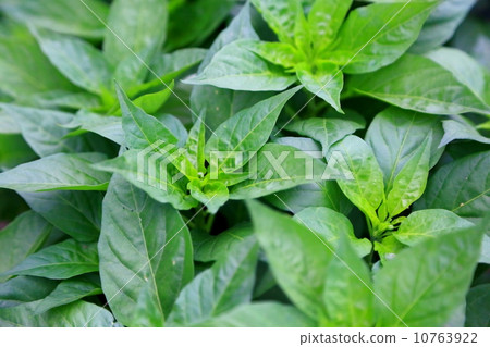 Home garden 10763922