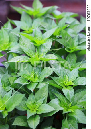 Home garden 10763923