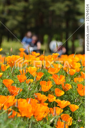 California poppy California poppy 10764034