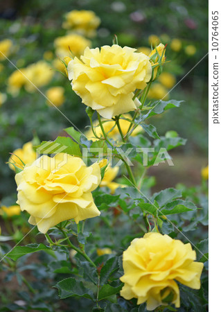 Roses, sunflare, yellow roses, 10764065