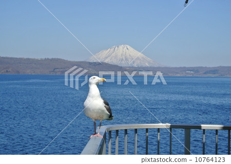 海鷗和湖泊 10764123
