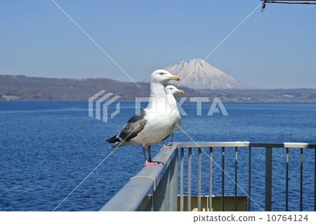 海鷗和湖泊 10764124