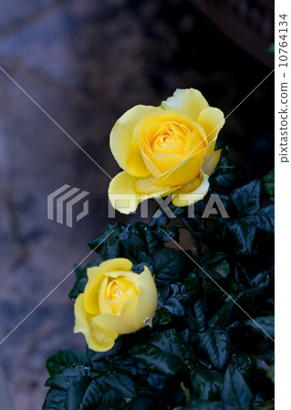 黃玫瑰 10764134