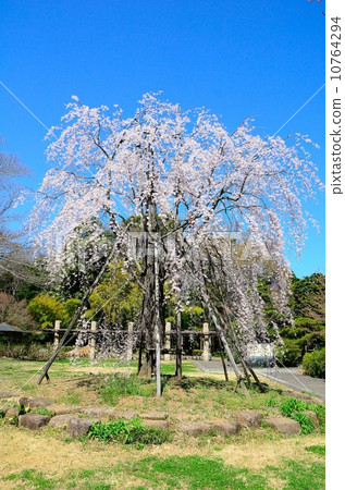 Kono Shidarezakura的故居 10764294