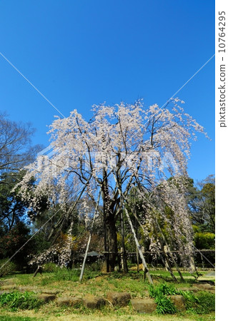 Kono Shidarezakura的故居 10764295