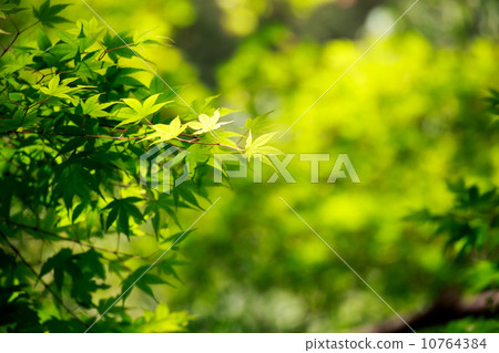 Fresh green Fresh green 10764384