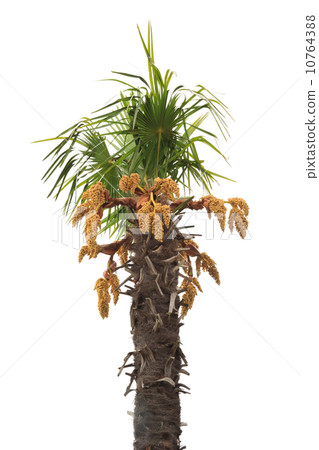 棕櫚花 10764388