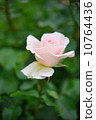 Rose, Johann Strauss, Lepom pink, May - June 10764436