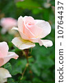 Rose, Johann Strauss, Lepom pink, May - June 10764437