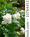 Roses, White Roses, White Christmas, May - June 10764453