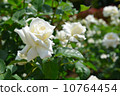 Roses, White Roses, White Christmas, May - June 10764454
