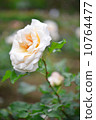 Roses, French Lace, May - June 10764477