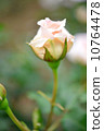 Roses, French Lace, May - June 10764478
