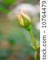 Roses, French Race, May - June, Tsubomi 10764479