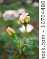 Roses, French Race, May - June, Tsubomi 10764480