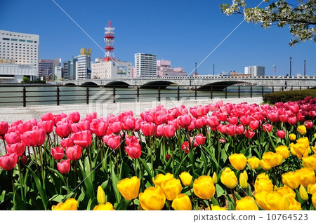 Tulip blooming Tanbashi bridge 10764523