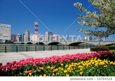 Tulip blooming Tanbashi bridge 10764528