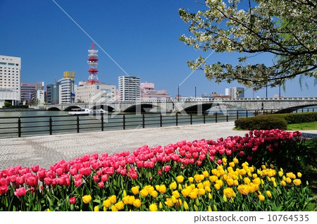 Tulip blooming Tanbashi bridge 10764535
