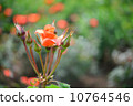 Roses, Oranges, Plants, Princess Michiko, Flowers and Buds, May - June 10764546