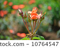 Roses, Oranges, Plants, Princess Michiko, Flowers and Buds, May - June 10764547