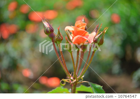 玫瑰,橘子,植物,公主美智子,鮮花和芽,5月至6月 玫瑰,橘子,植物,公主美智子,鮮花和芽,5月至6月 10764547