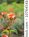 Roses, Oranges, Plants, Princess Michiko, Flowers and Buds, May - June 10764548
