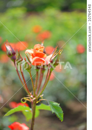 玫瑰,橘子,植物,公主美智子,鮮花和芽,5月至6月 玫瑰,橘子,植物,公主美智子,鮮花和芽,5月至6月 10764548
